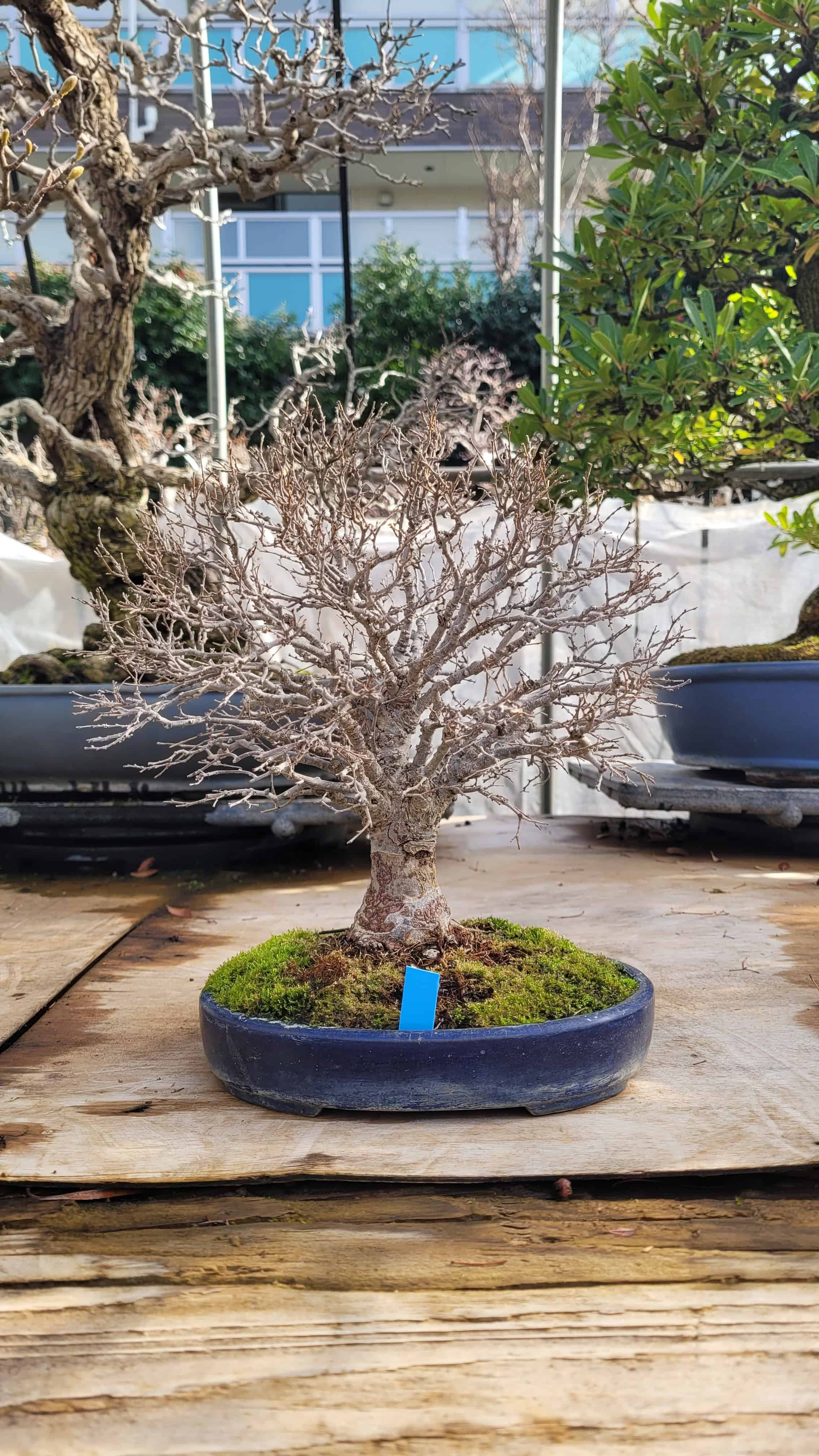 A maple bonsai tree from omiya in Japan